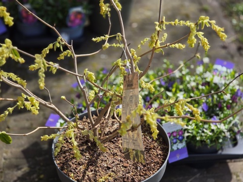 Corylopsis spicata bloeit vanaf half maart