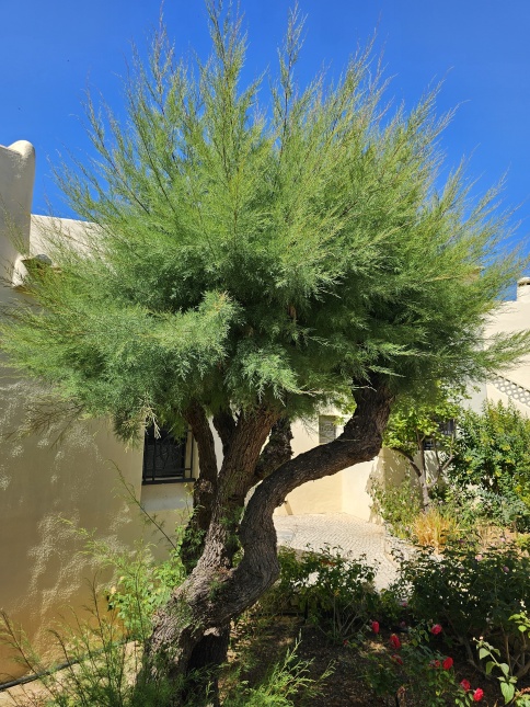 Tamarisk grote struiken in bloei. juni