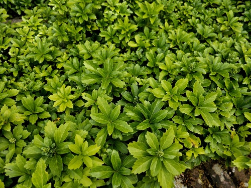 Pachysandra terminalis als wintergroene bodembedekker