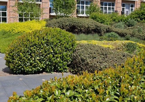 Laurierkers 'Etna' is een groenblijver in uw tuin