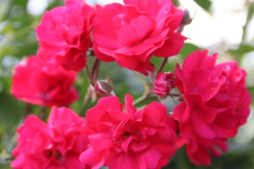 Rosa (H) Gartnerfreude