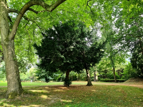 Taxus baccata solitair