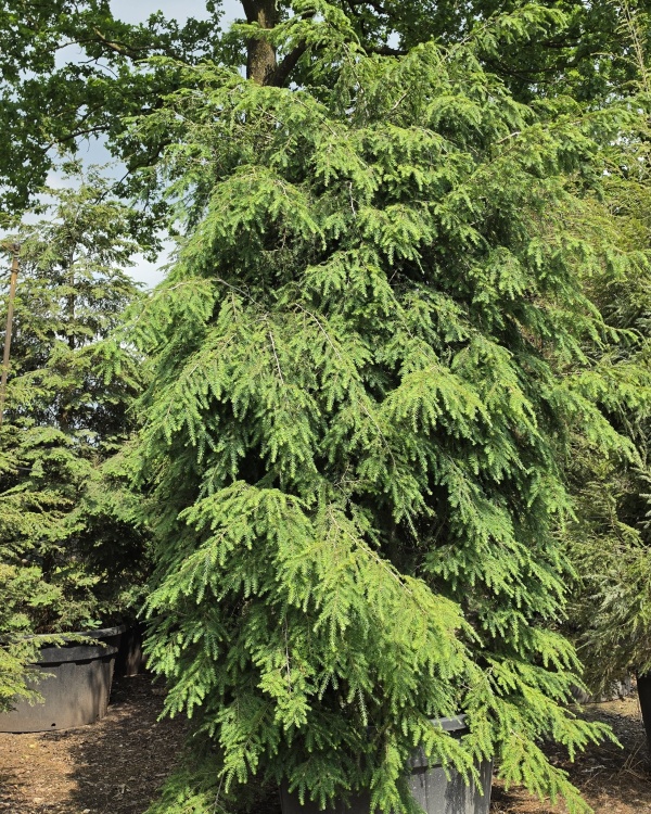 Hemlocktanne