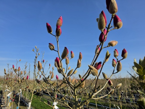 Magnolia 'Black Tulip'