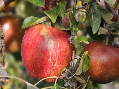 Appel 'Braeburn' - Malus domestica 'Braeburn'