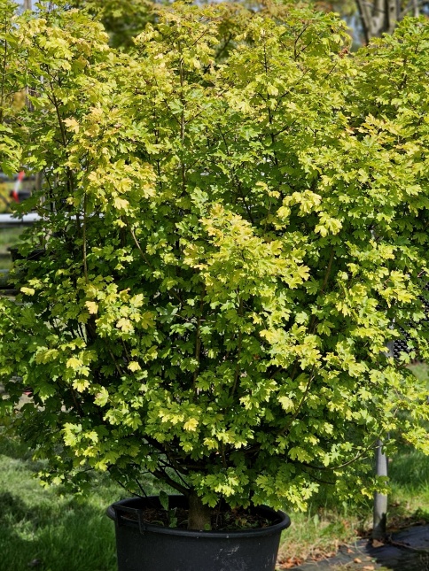 Dwergvorm van de Veldesdoorn Acer Campestre 'Nanum'
