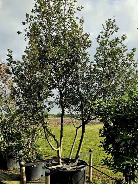 Quercus ilex meerstammig