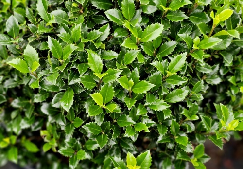 Ilex meservae 'Heckenstar' na herhaaldelijke snoei