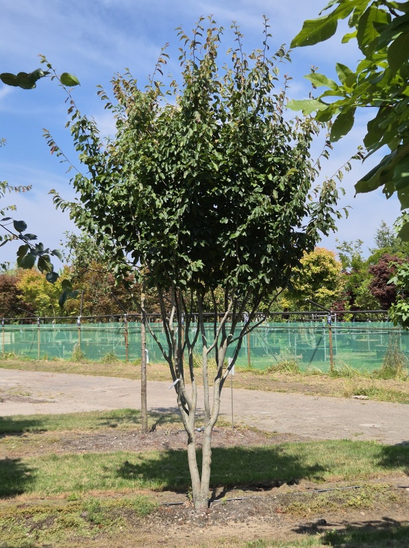Perzisch ijzerhout