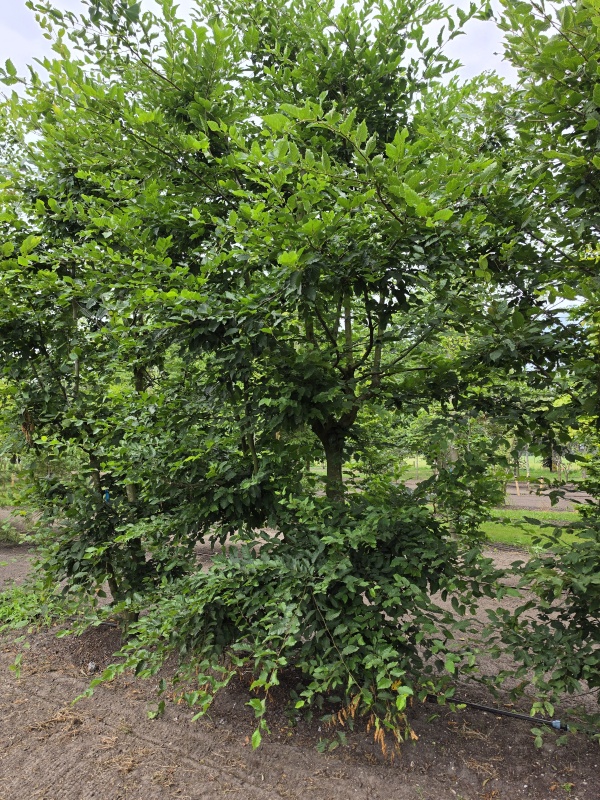 Inheemse haagbeuk als speelboom
