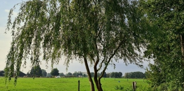 Welke bomen groeien snel?
