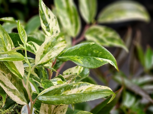 Druifheide 'Rainbow' - Leucothoe fontanesiana 'Rainbow'