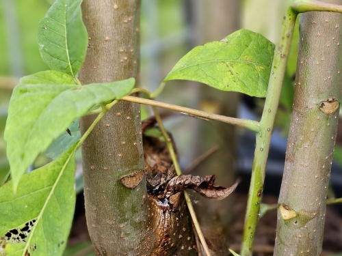 Toona cultivat 'Red Flamingo'