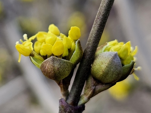 Cornus mas bloeit vaak al eind februari