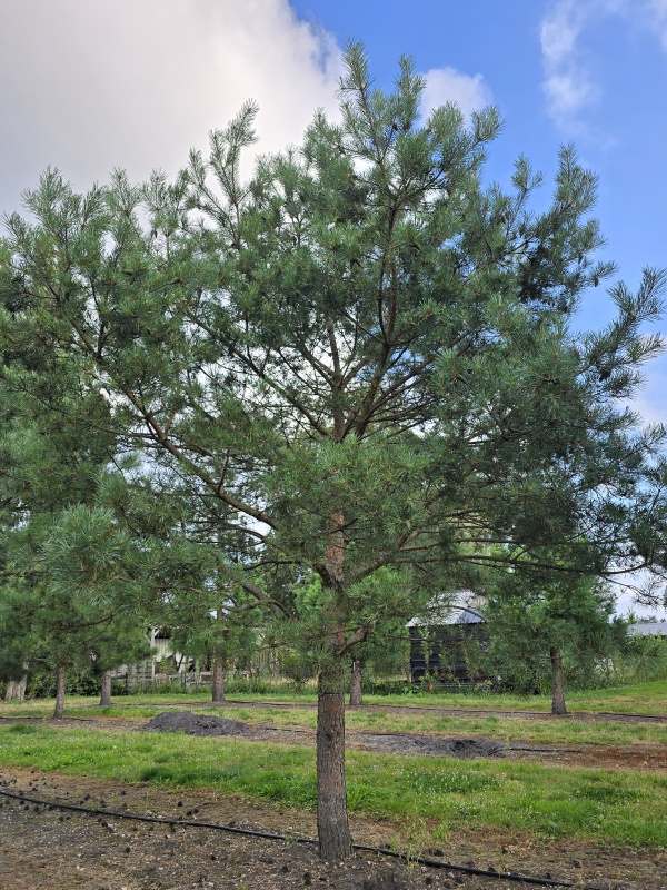 Grove Den