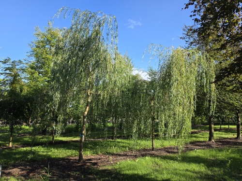 Treurwilg, volwassen boom, treurboom aan het water