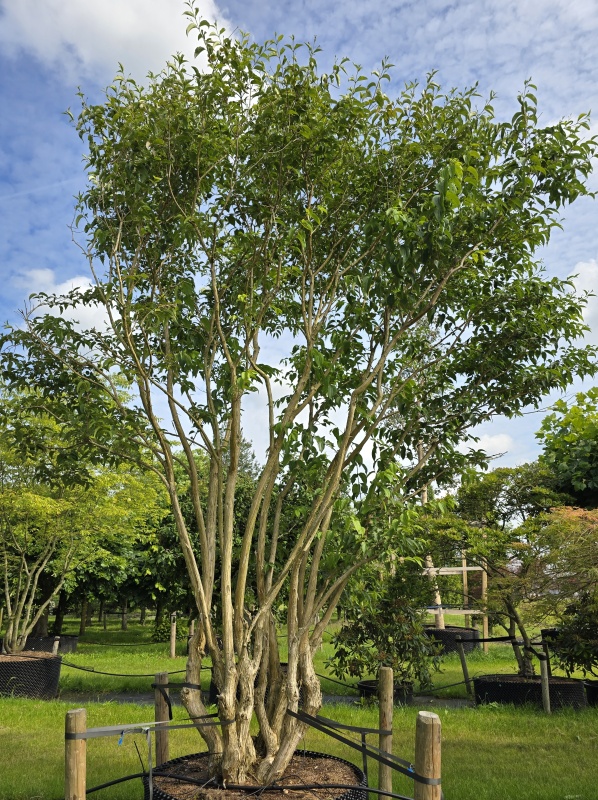 Zevenzonenboom