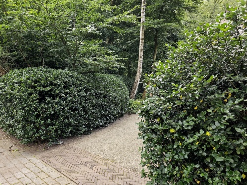 Ilex meserveae als haag-wolk bij inrit