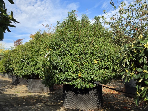 Prunus lusitanica 'Angustifolia' bolvorm