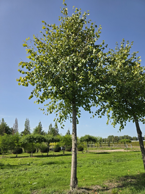 Alte holländische Linde
