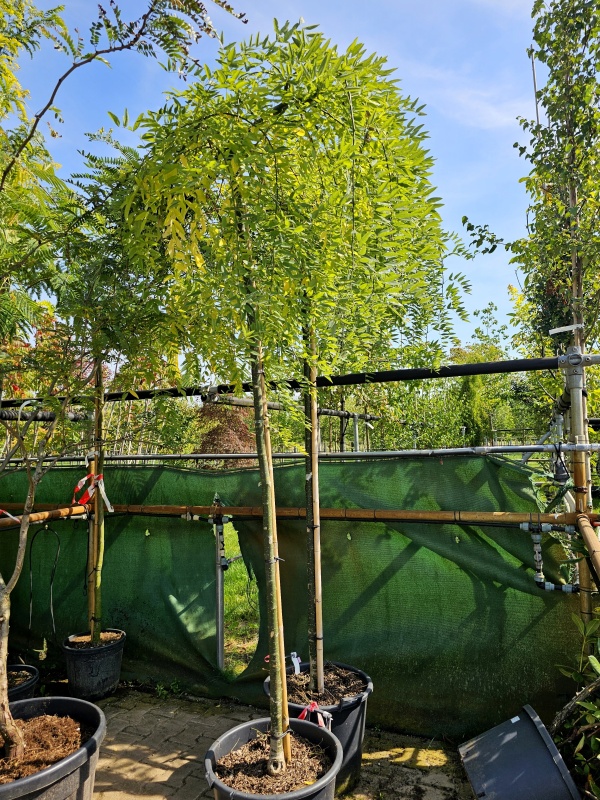Treurende Japanse Honingboom