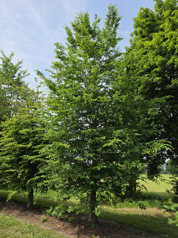 HAAGBEUK als ruige karakterboom