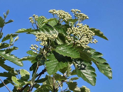 Sorbus intermedia struik