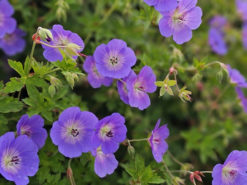 Ooievaarsbek, Rozanne - Geranium 'Rozanne'