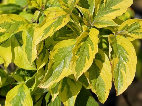 Veelbloemige kornoelje Cornus Florida 'Sunset' . blad in mei