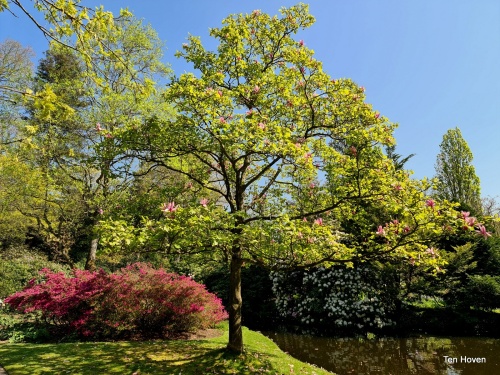 Magnolia 'Galaxy', hoogstam,  pittig roze bloei vanaf eind maart