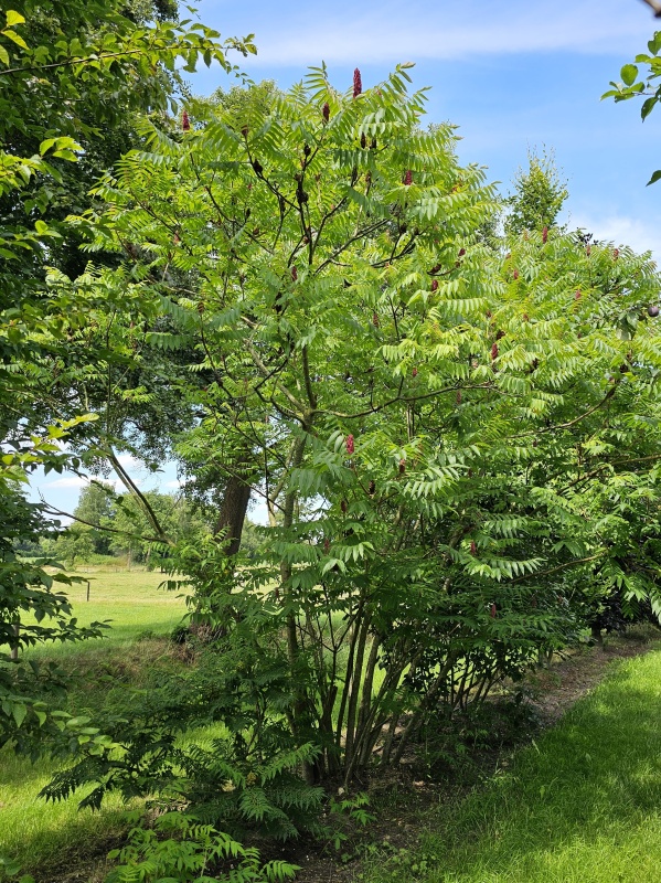Volwassen Fluweelboom meerstammig