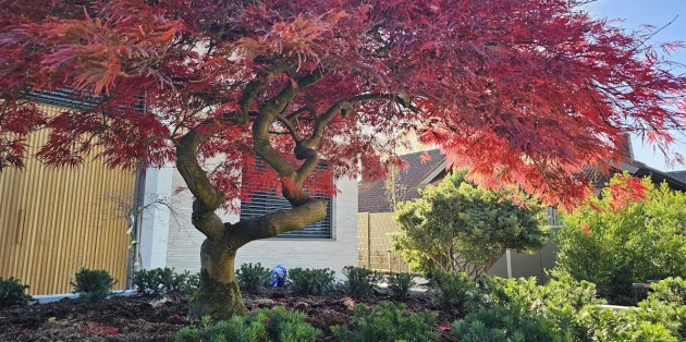 Gartenbepflanzung in Köln