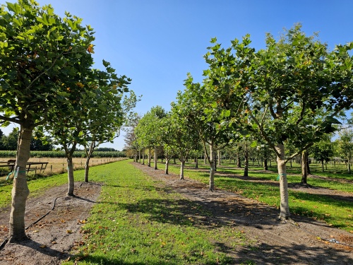 Klimboom multistam platanen met mooie vertakkingen