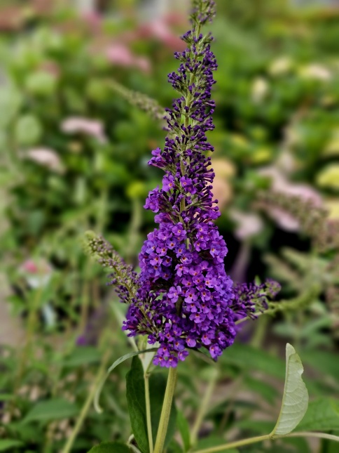 Buddleja davidii 'Empire Blue'