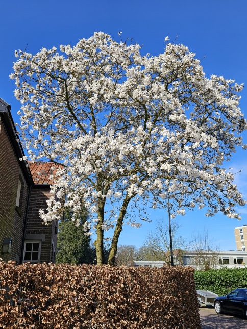 Magnolia kobus, 2 stammige boom
