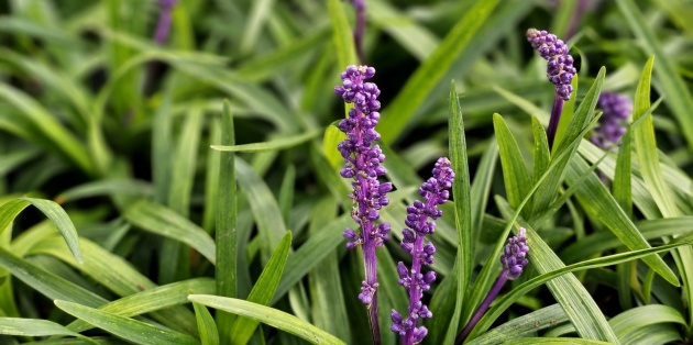 De beste bodembedekkers voor een onderhoudsvriendelijke tuin