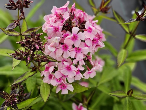 Vlambloem 'Bright Eyes' in volle bloei