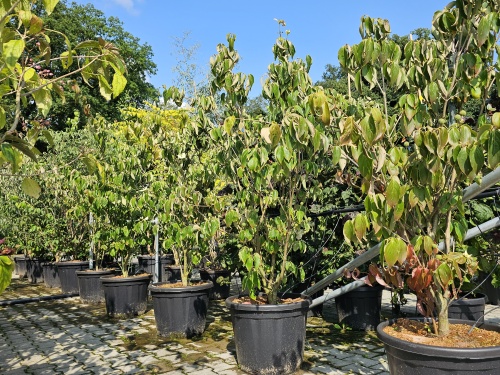 Cornus kousa Teutonia bloei