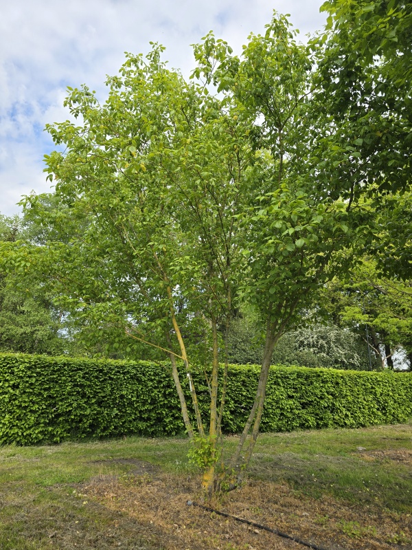 Vederesdoorn