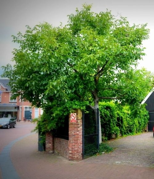 Walnoot 'Broadview' boom voorbeeld toepassing