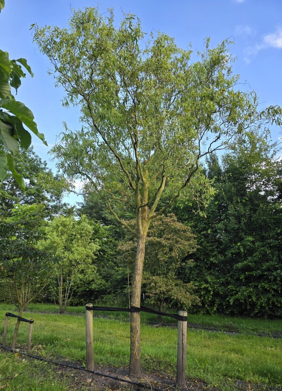 Korkenzieherweide
