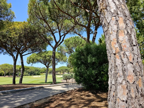 Pinus pinea Parasolden