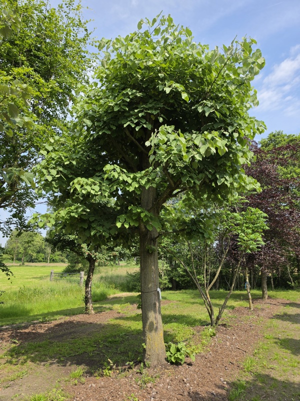 Zilverlinde als kandelaberboom