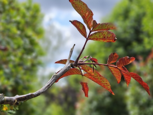 Juglans Purpurea met walnoot