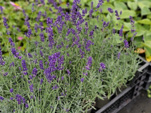 Lavandula 'Hidcote' geur en kleur in de tuin.