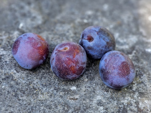 Prunus RC d'Althan