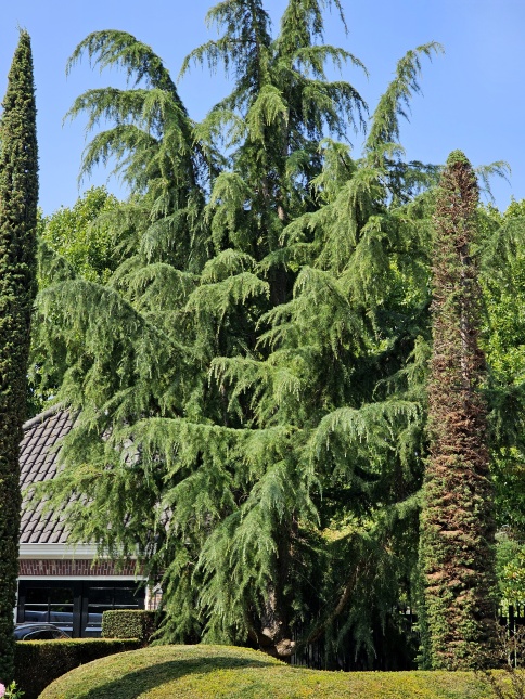 cedrus deodara in combinatie met Cypressen en taxuswolken