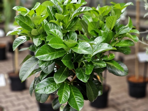Laurierkers 'Etna' - boompje op stam