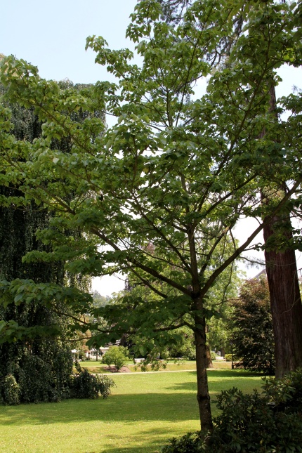 Idesia polycarpa - oranjekers met groot blad.  foto juni