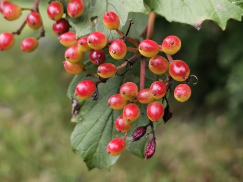 Viburnum opulus Gelderse roos met bessen in het najaar
